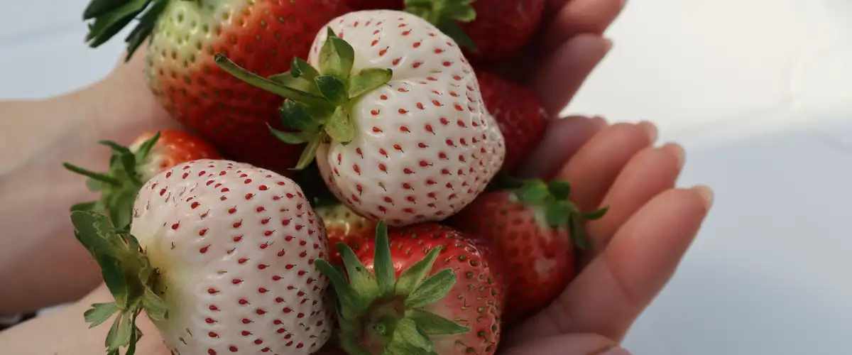 Ukiha — vine-fresh strawberry picking