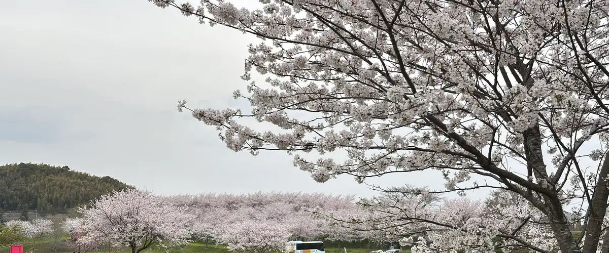 Nagarekawa — 2km cherry-blossom riverside tunnel