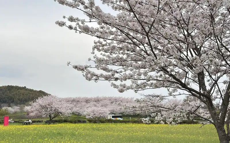 Nagarekawa — 2km cherry-blossom riverside tunnel