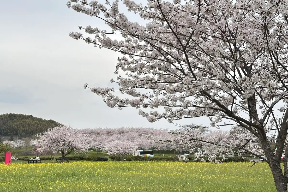 A unique 1,200-year-old temple, an active volcanic caldera, highland cherry blossoms, and onsen bathing.