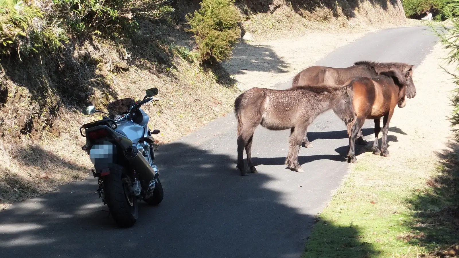 Wild horses
