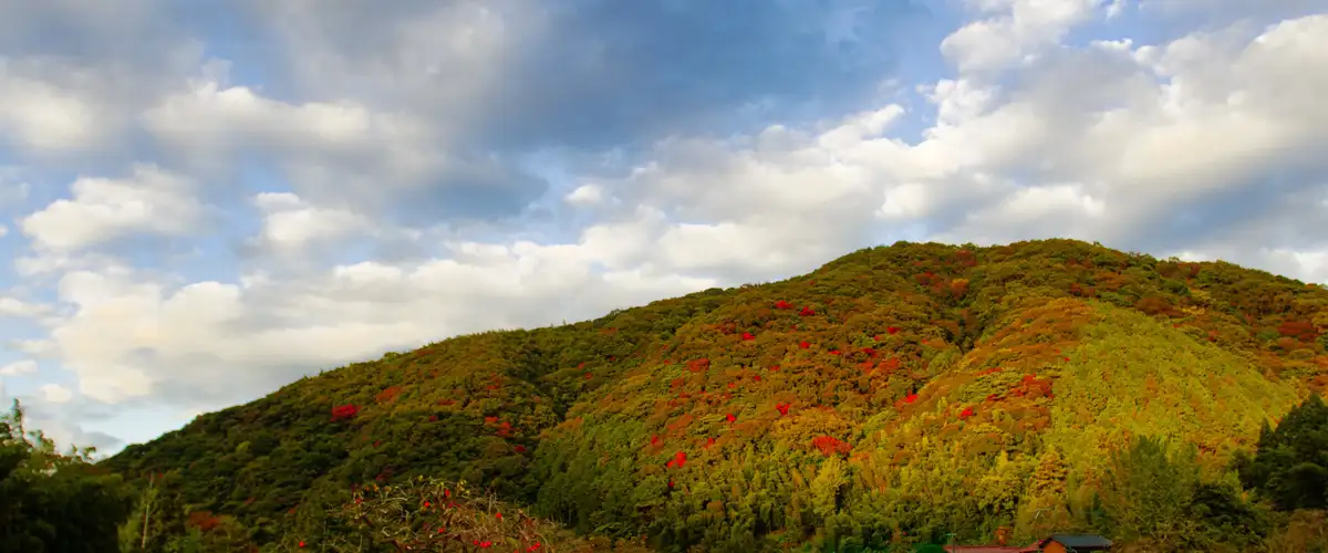 Ukiha — crimson wax-tree avenue in autumn