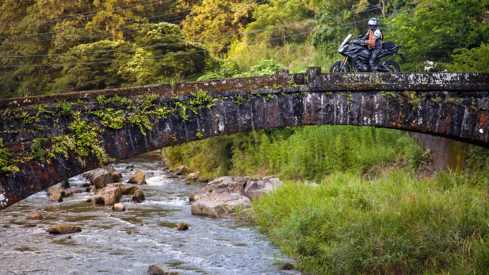 Secret bridge hidden in the forest