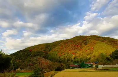 Persimmon picking at a Fukuoka orchard, the Edo-era streets of Mameda Machi, and a historic sake brewery.