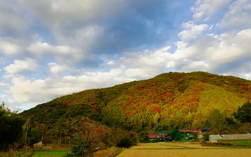 Ukiha — crimson wax-tree avenue in autumn
