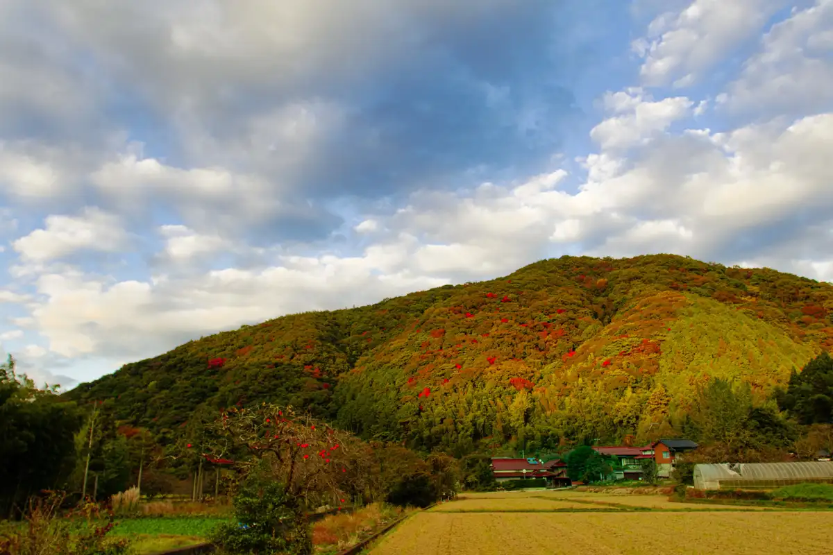 Persimmon picking at a Fukuoka orchard, the Edo-era streets of Mameda Machi, and a historic sake brewery.