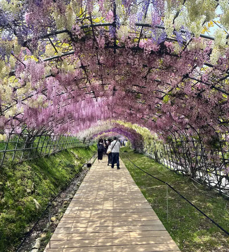 Beneath the wisteria tunnel at Kawachi Fuji Garden, tucked in the hills above Kitakyushu. It opens for just a few weeks around late April.