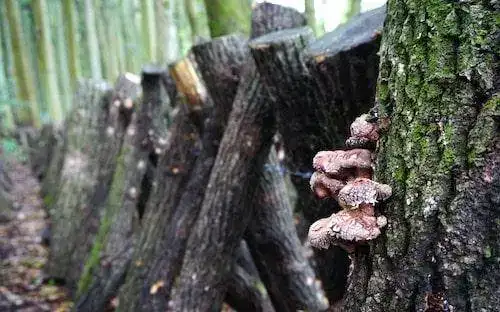 Shiitake harvesting in Kunisaki