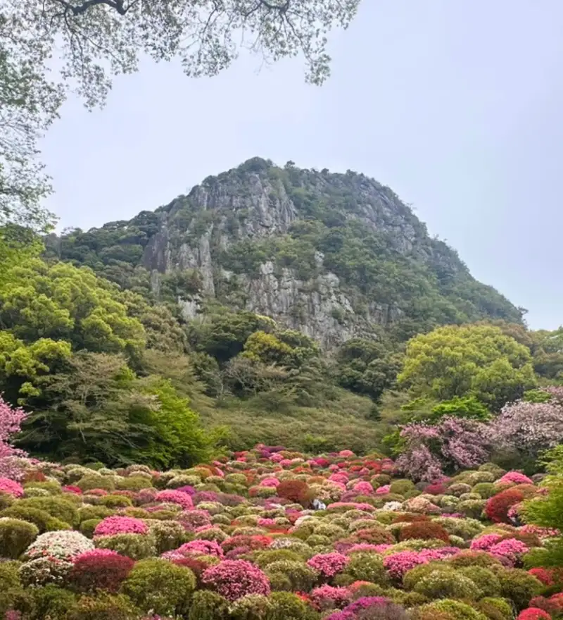 The azalea valley at Mifuneyama Rakuen in Takeo, Saga, blazing into colour beneath the cliffs of Mt. Mifuneyama. Come in April to catch it at its best