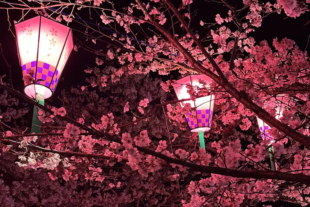 Unzen's geothermal hot-spring vents, a picnic among 2,000 cherry trees, a seaside tea plantation, and a kaiseki feast.