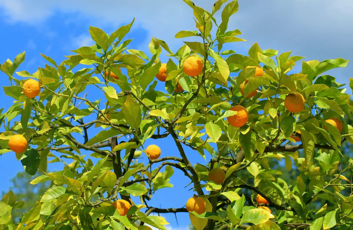 Hands-on fruit-vinegar making at a 300-year-old brewery, mandarin-orange picking at a local orchard, and a Michelin-starred dinner.
