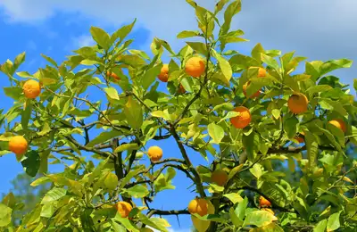 Hands-on fruit-vinegar making at a 300-year-old brewery, mandarin-orange picking at a local orchard, and a Michelin-starred dinner.
