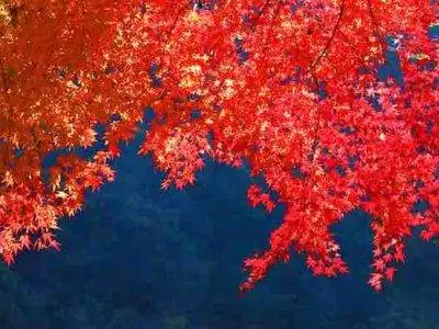 Cherry Blossoms and Autumn in Kyushu