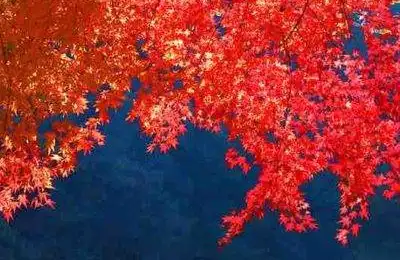 Cherry Blossoms and Autumn in Kyushu