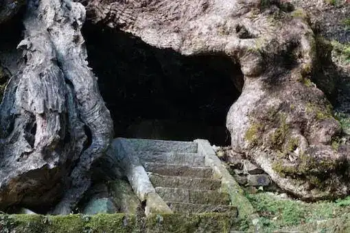 The steps into the tree