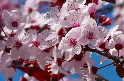Cherry Blossom Tour