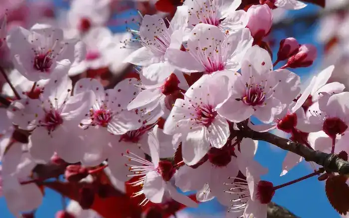Cherry Blossom Tour