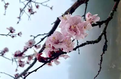 Cherry Blossom Tour