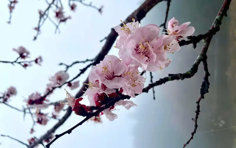 Cherry Blossom Tour