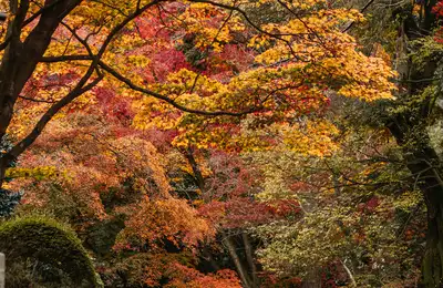 Autumn wonder