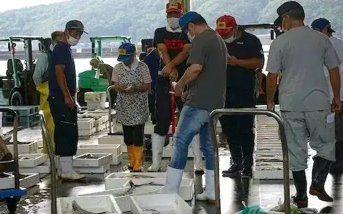 Fish auction in Saiki