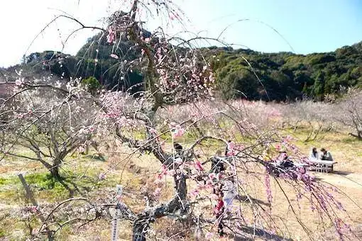 Plum blossom on a sunny winter day