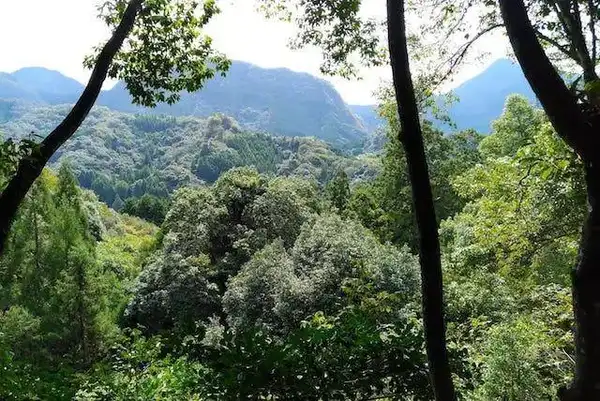 Untouched forest at Rakanji