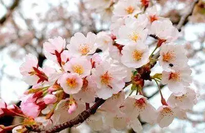 Kyushu Cherry Blossom Dates