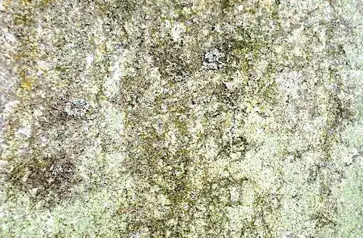 Moo's ancestor's signature