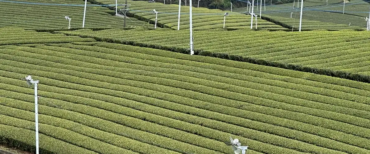 Yame — emerald tea plantation panorama