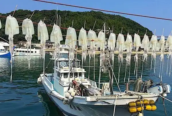 Yobuko harbour: photo thanks to Kyushu Journeys client KarinYobuko harbour: photo thanks to Kyushu Journeys client Karin
