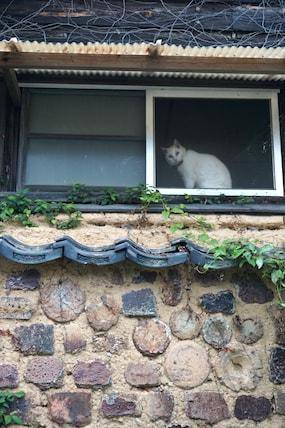 arita-cat