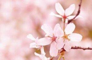 cherry blossom