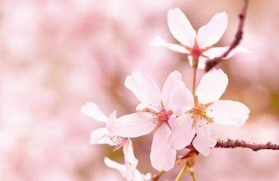 cherry blossom