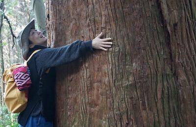 huge-cedar-tree-sasaguri