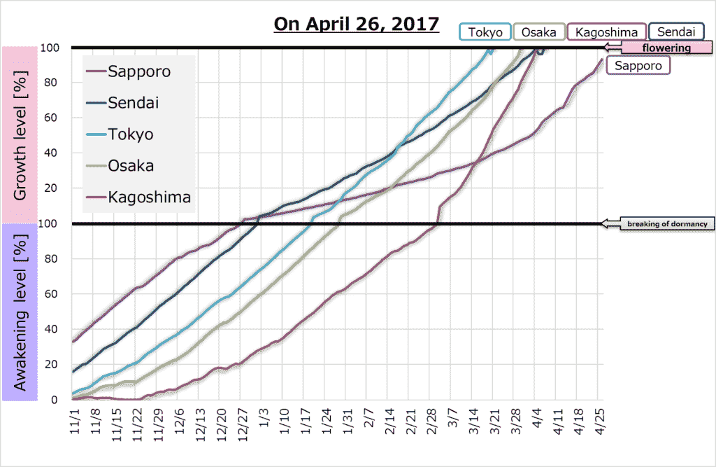 Graph of sakura blossom