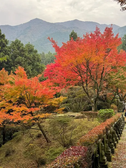 orange and red autumn leaves along a scenic trail