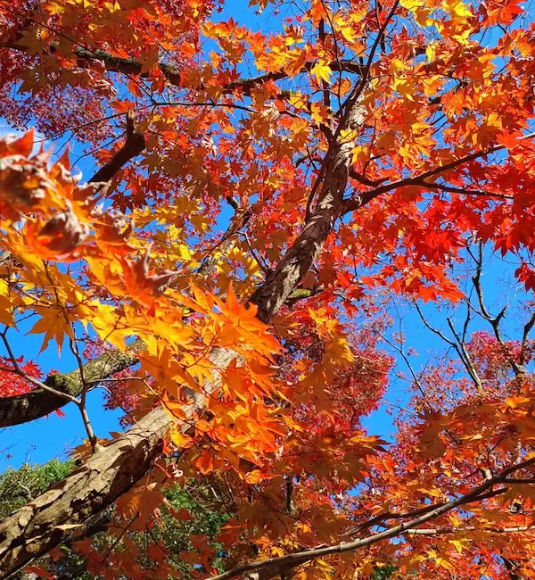 Bright orange Autumn leaves before a blue sky
