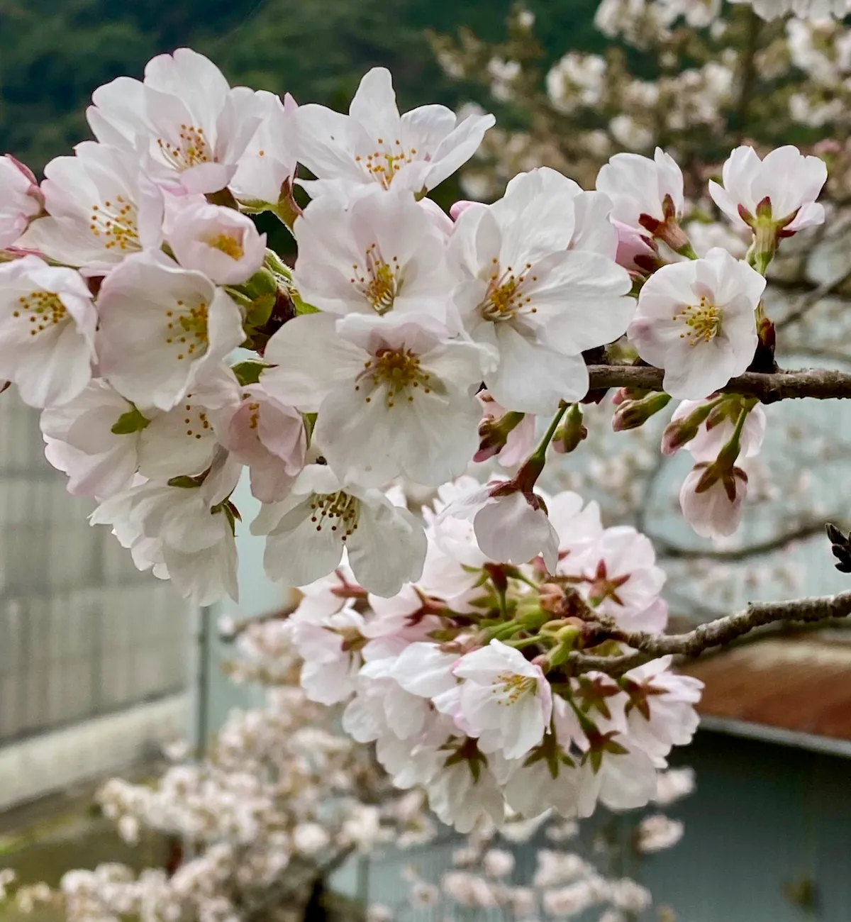 cherry blossoms in bloom