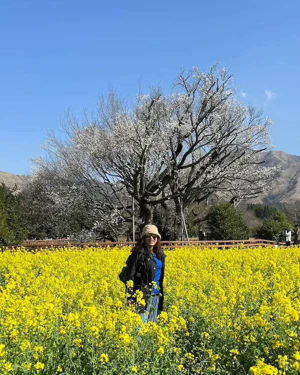 A traveler stands before a large cherry tree in a field of flowers