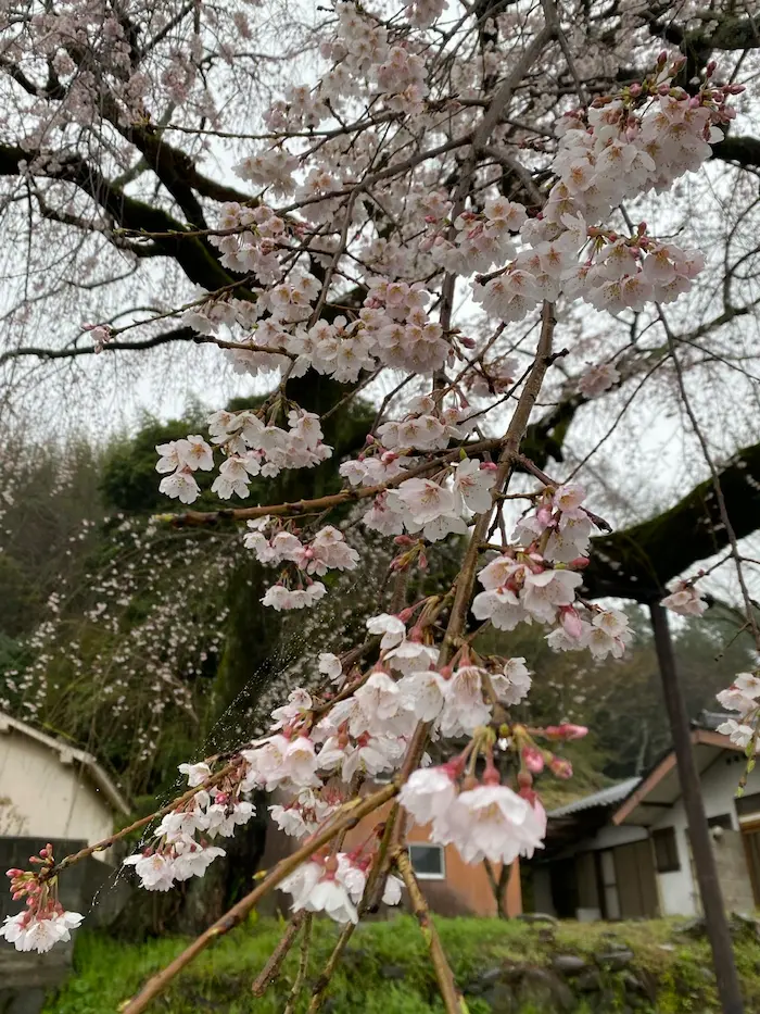 Close up shot of Yoshino cherry blossoms in bloom