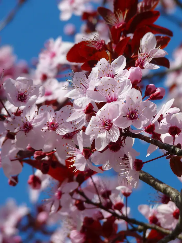 Cherry blossoms blooming before a blue sky