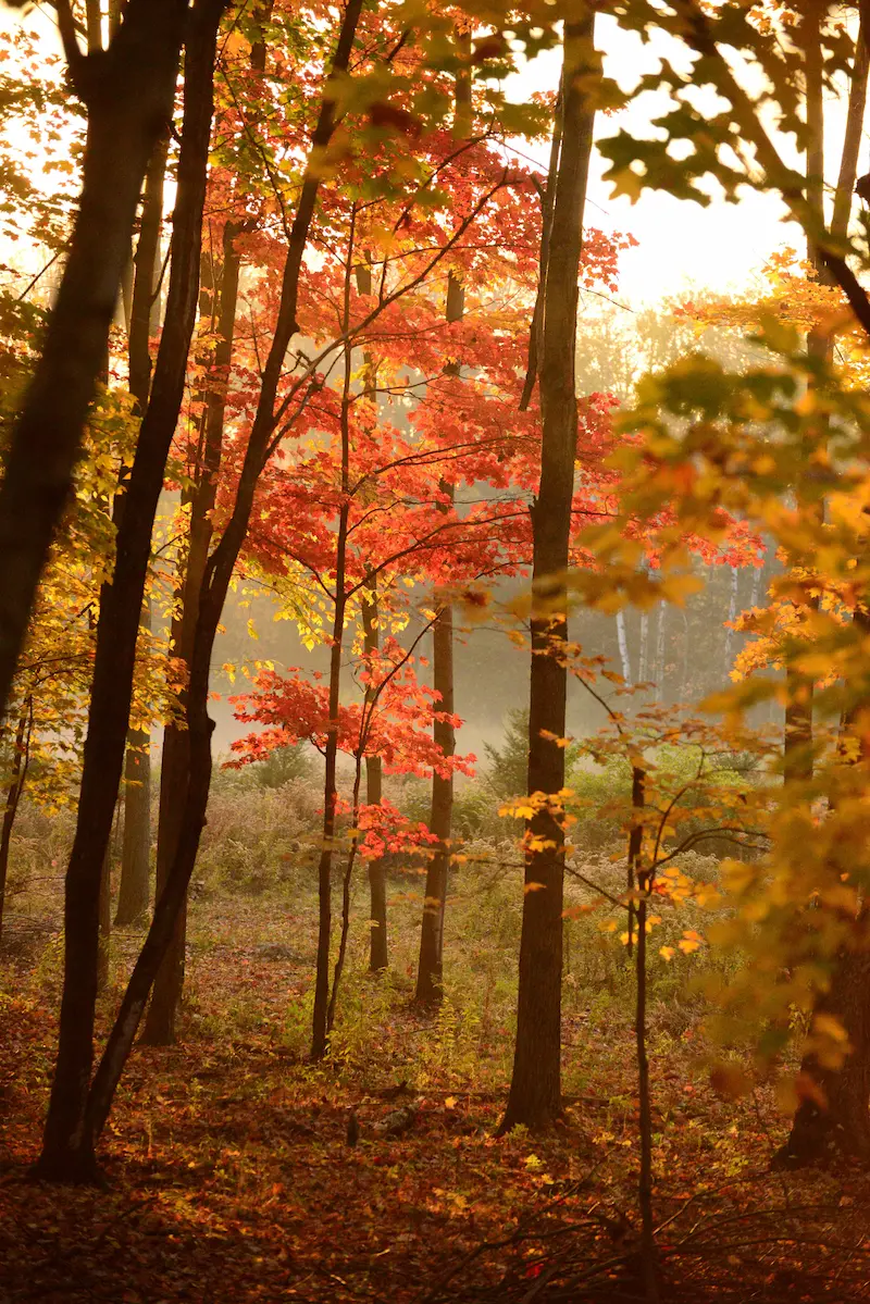 trees in autumn at sundown