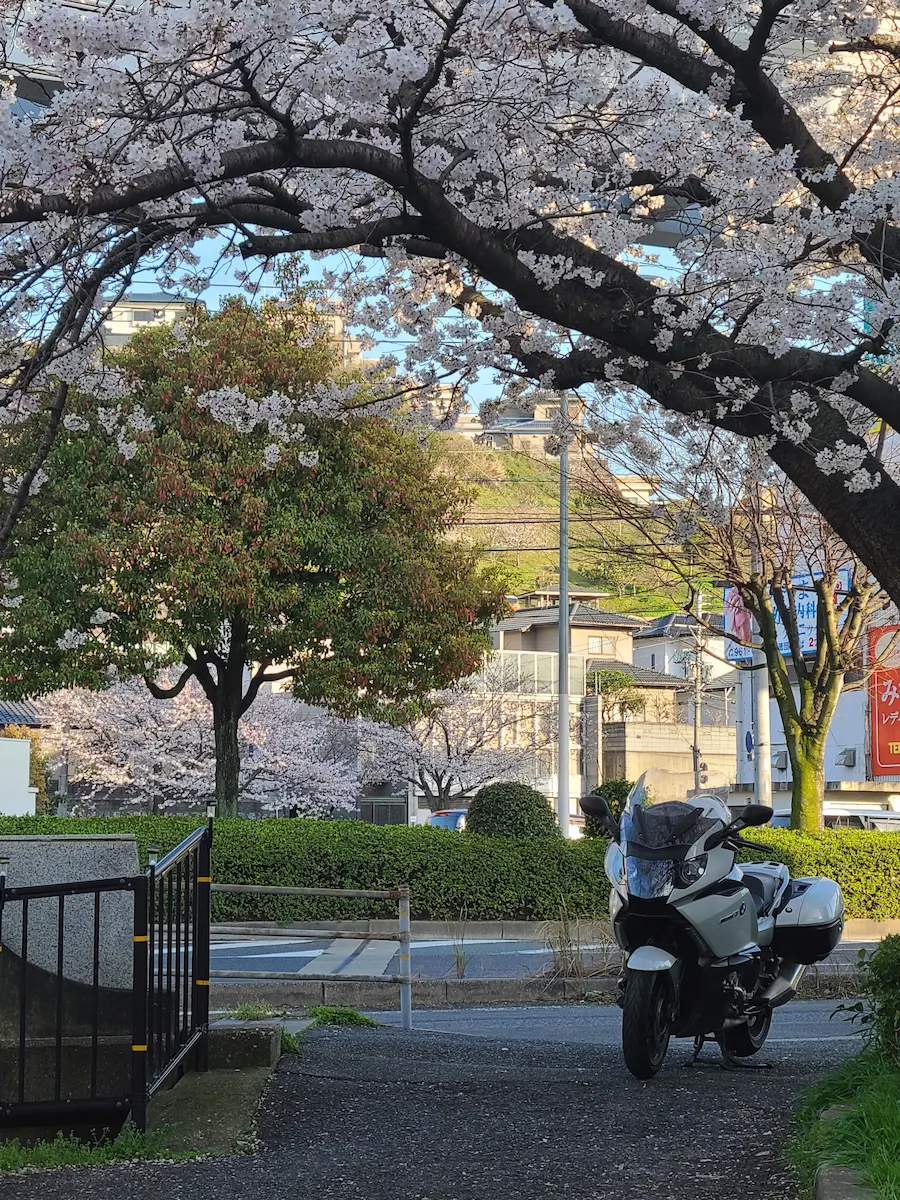 A motorcycle parked beneath a blooming cherry blossom tree