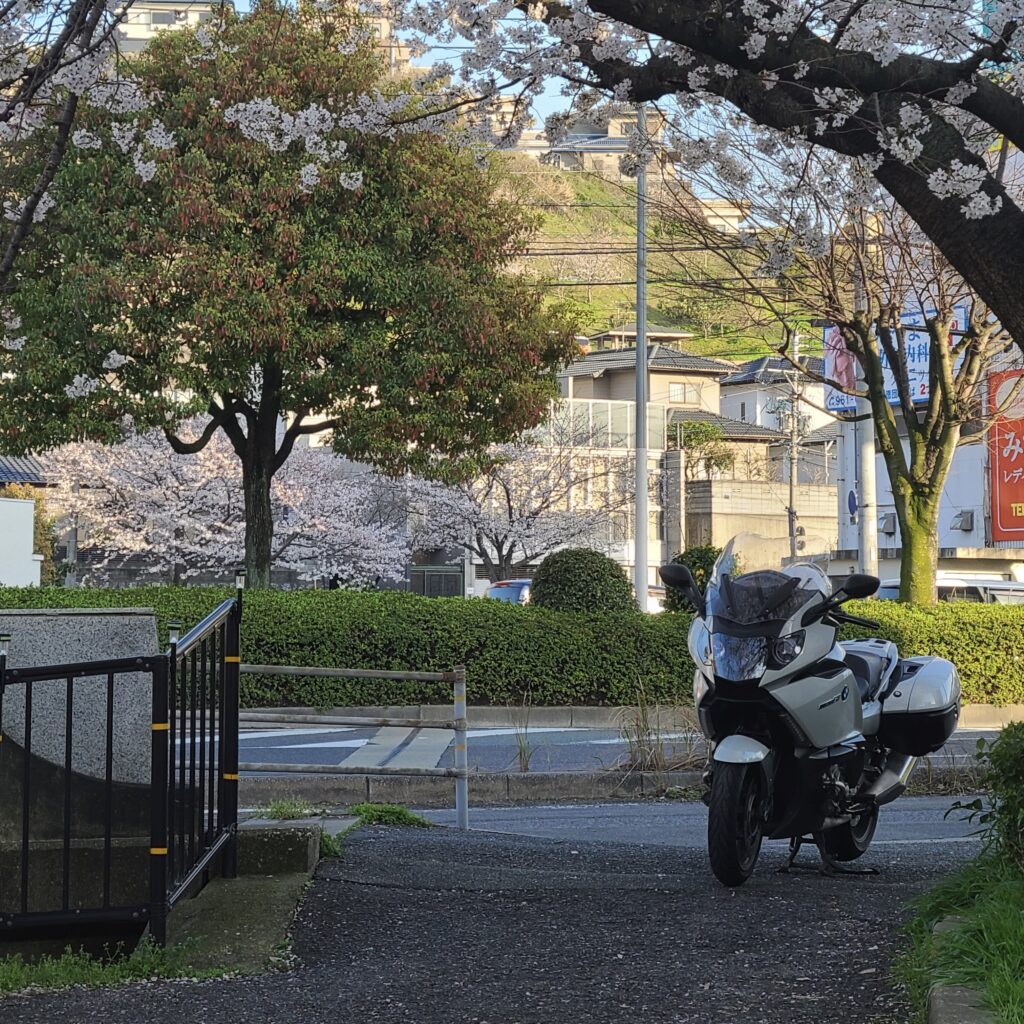 parked motorcycle cherry blossoms